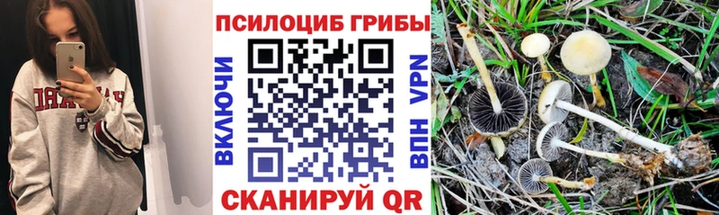 Галлюциногенные грибы Magic Shrooms  Новозыбков 